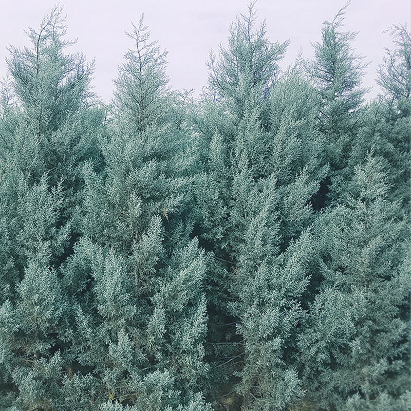 蓝冰柏侧剑猫头鹰盆栽苗