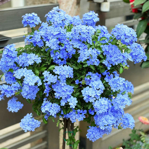 蓝雪花盆栽棒棒糖大小苗白雪花垂吊花苗爬藤爬墙耐热好养多季开花