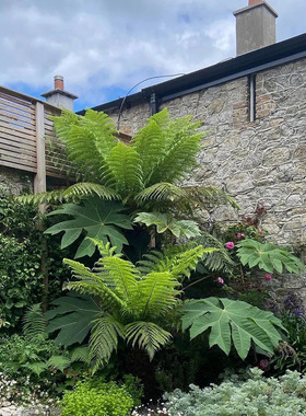 大型通脱木盆栽耐寒耐阴多年生花园花镜大叶观叶植物