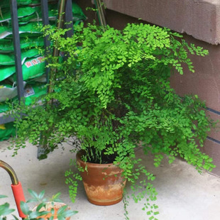 飞雪铁线蕨类植物办公桌室内外阳台庭院四季常绿观叶耐寒喜阴盆栽