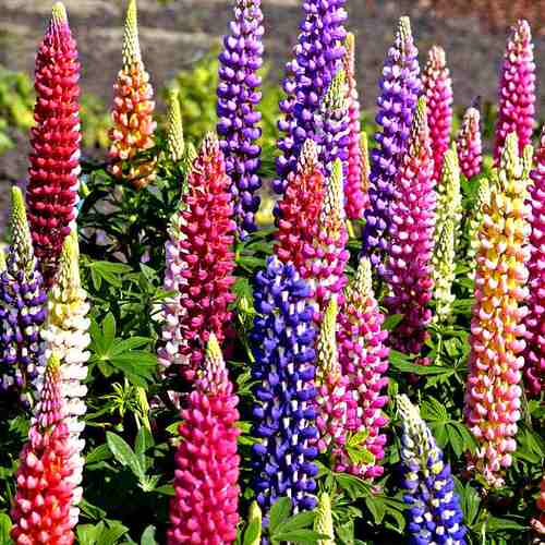 鲁冰花飞燕草毛地黄耐寒庭院植物