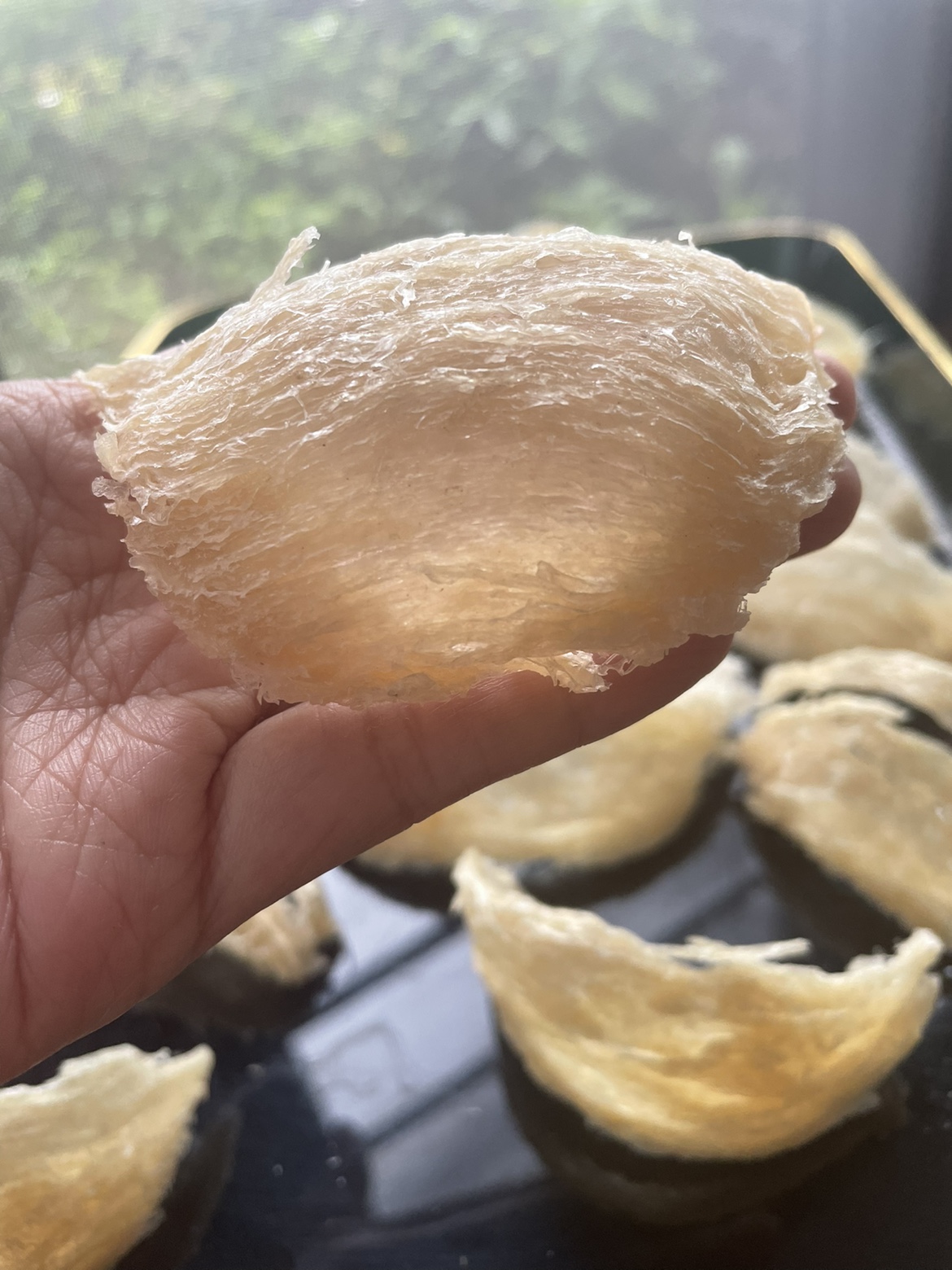 马来西亚干挑孕妇金丝燕