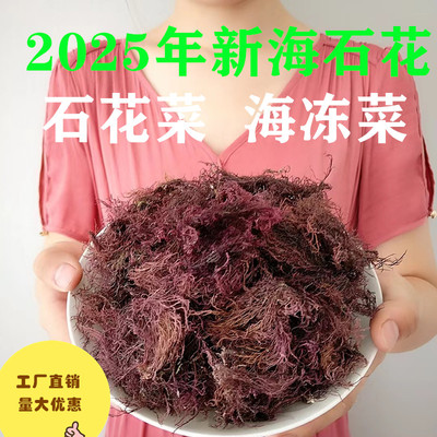 野生特级海石花海毛菜冻菜原材料