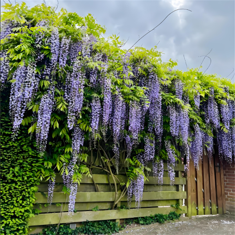 紫藤树苗攀援植物葡萄架 爬藤耐寒花卉拱门架子开花庭院院墙,鲜花速递/花卉仿真/绿植园艺,藤本/攀援植物,淘宝优惠券,粉丝福利购,淘宝优惠卷
