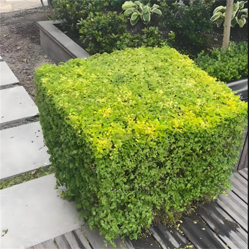 亮金女贞庭院绿篱围墙篱笆树苗