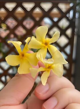 风车茉莉爬藤植物黄色大苗络石藤庭院室内阳台好养开花风车大
