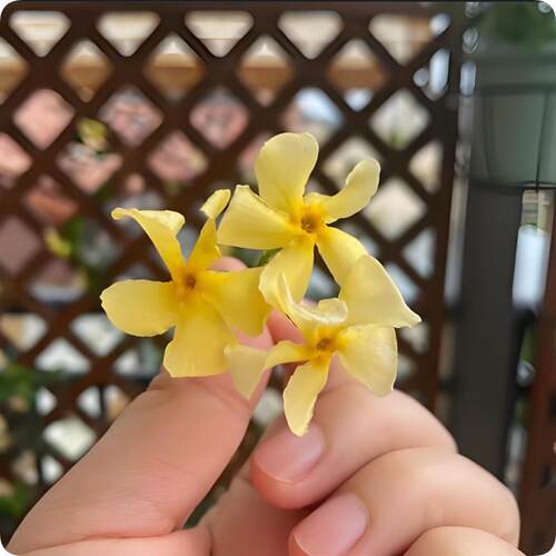 风车茉莉爬藤植物黄色大苗络石藤庭院室内阳台好养开花风车大