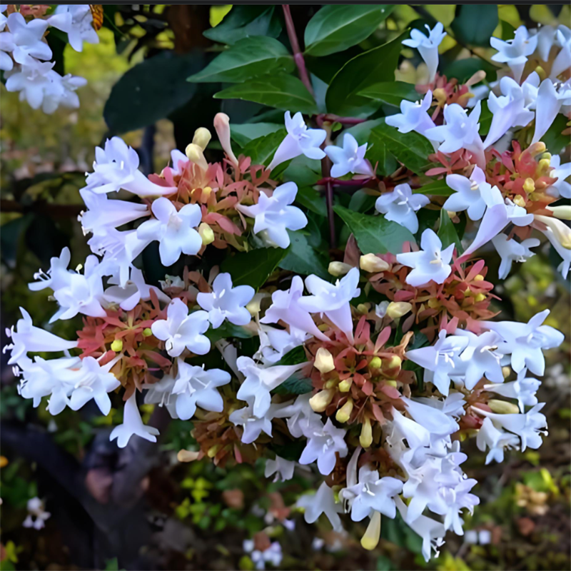 六道木盆栽花镜植物矮生灌木庭院阳台室内多年生木本花卉