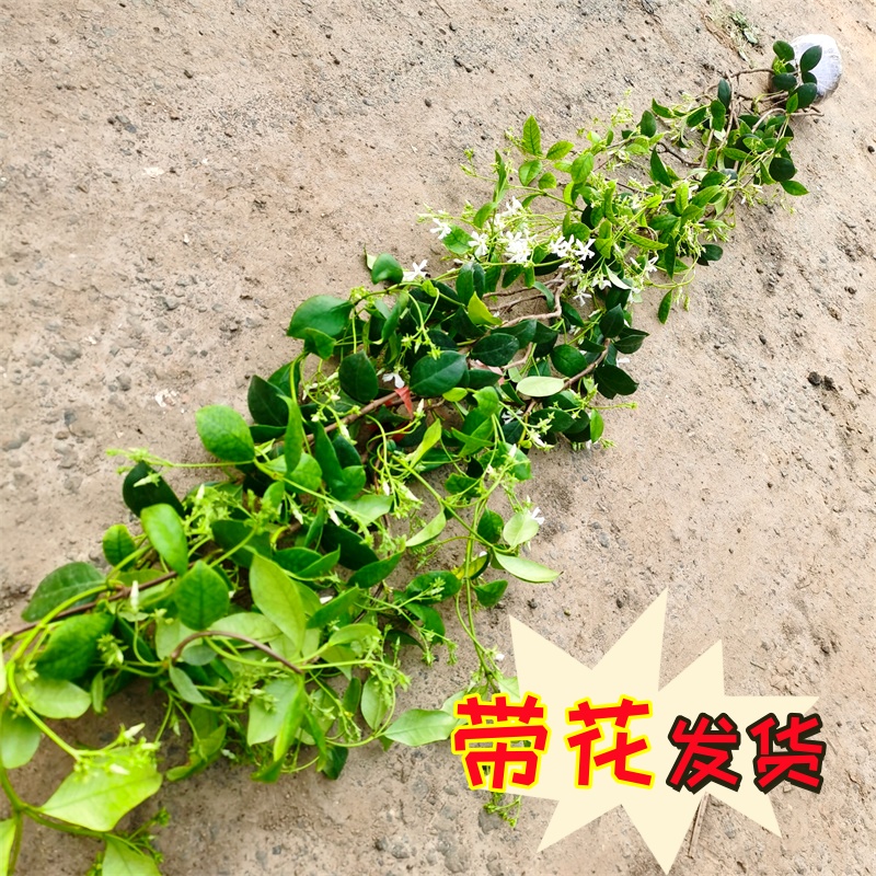 风车茉莉大苗老桩爬藤植物四季开花阳台藤蔓花卉络石银丝茉莉造景-封面