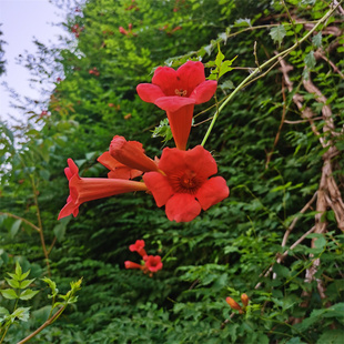 凌霄花树苗爬藤植物耐寒花卉院墙绿化爬山虎庭院别墅
