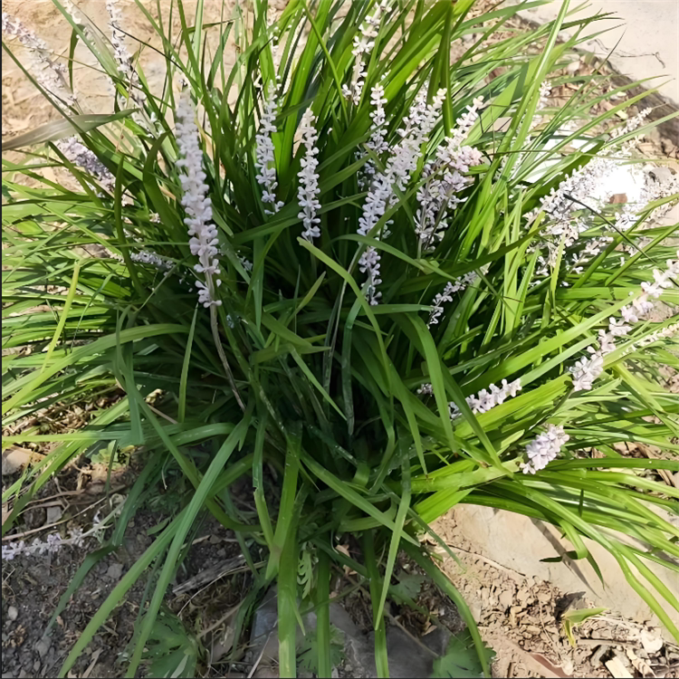 阔叶麦冬盆栽带花苞四季常绿