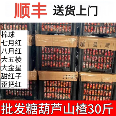 鲜山楂上市新鲜现摘批大山楂山里红果山楂果冰糖葫芦金星带框