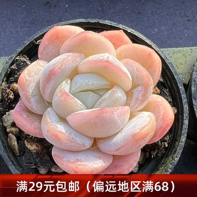 玉贝瑞多肉一物一拍  柠檬贝瑞杂冰玉新品杂交多肉【雪狼多肉】