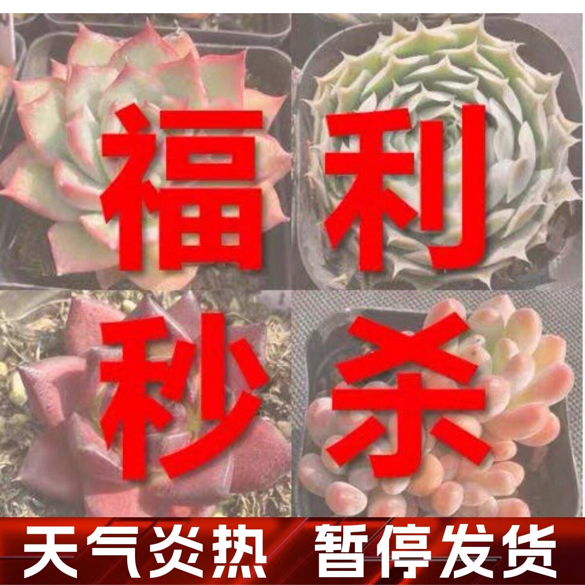 特价多肉植物一物一拍 精品尾货清棚多肉【雪狼多肉】