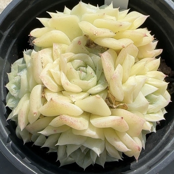 白天鹅麦秆多肉一物一拍  精品麦杆多肉植物【雪狼多肉】