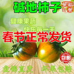 【盘锦碱地柿子】新鲜脆甜水果番茄草莓鹰爪铁皮西红柿子市子绿腚