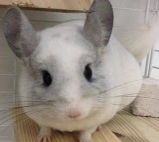 龙猫宠物医生在线诊疗异宠咨询治疗生病治疗龙猫仓鼠兔子仓鼠问诊