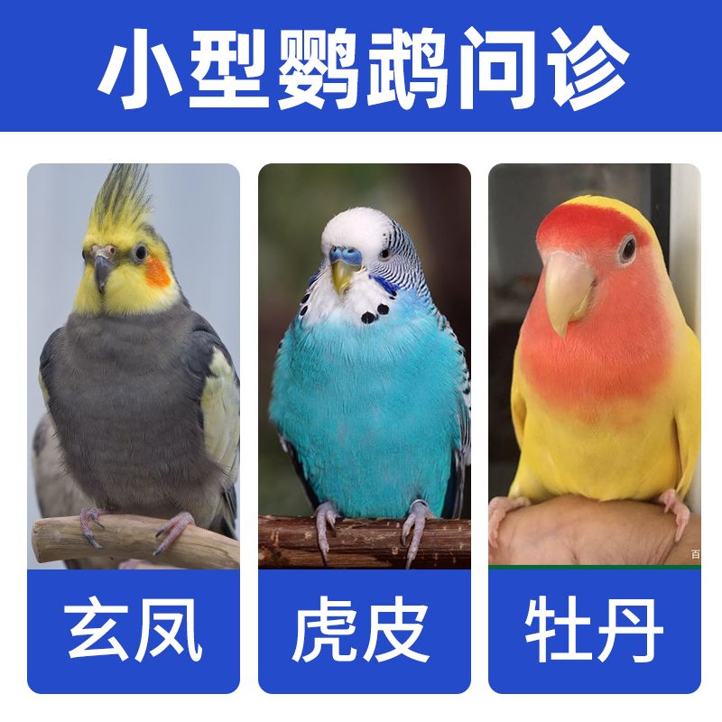 鹦鹉问诊鸟医生在线诊疗中心咨询异宠治疗生病看病虎皮牡丹玄凤