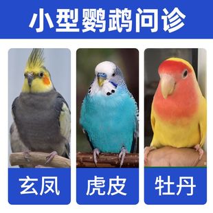 鹦鹉问诊鸟医生在线诊疗中心咨询异宠治疗生病看病虎皮牡丹玄凤