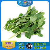 老一特卖 新鲜薄荷叶250g莫吉托留兰香食用调酒新鲜薄荷叶