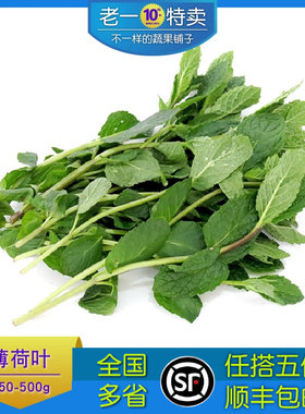 新鲜薄荷叶食用薄荷老一特卖