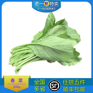 新鲜春菜500g潮汕新鲜农家蔬菜小芥菜广东菜微苦青菜