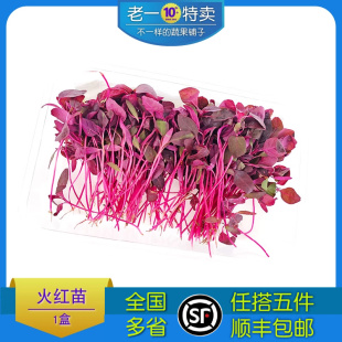 老一特卖新鲜火红苗斯卡纳苗1盒 饰安曼红苗 西餐摆盘装