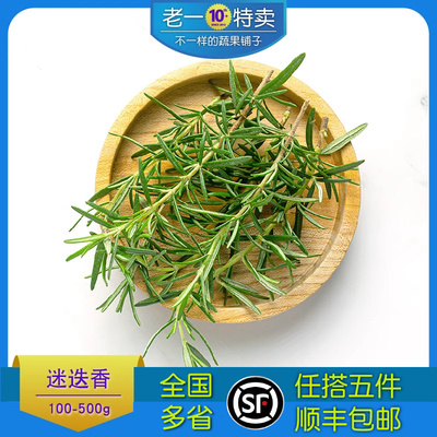 老一特卖新鲜香料食用迷迭香