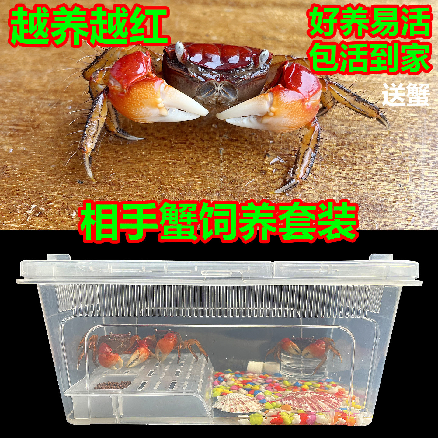 螃蟹饲养套装相手蟹生态缸活体