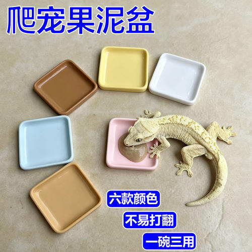 睫角果泥盘守宫水盆树栖喂食盆