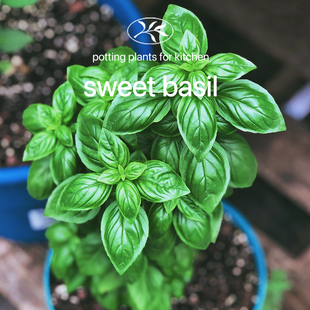 植遇泰国甜叶罗勒意大利大叶罗勒青酱用罗勒叶种子幼苗盆栽可食用