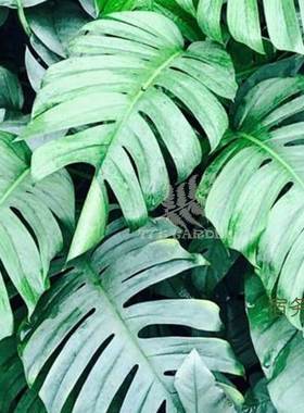 77花卉 宿务蓝 蓝色麒麟尾 蓝色叶子龟背竹 ins风 室内绿植 包邮