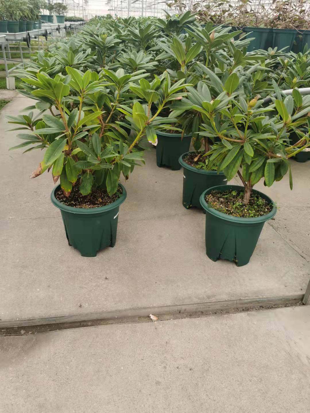 日本进口耐热耐寒 盆栽高山杜鹃 多品种大盆顺丰包邮阳台庭院