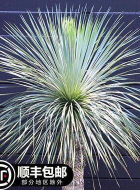 【77花卉】蓝龙丝兰  扭叶丝兰 具喙丝兰Yucca rostrata 现货