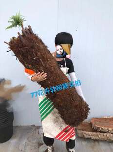 【77花卉】荷兰进口软树蕨特大传家宝园艺世界Monty Don同款需订