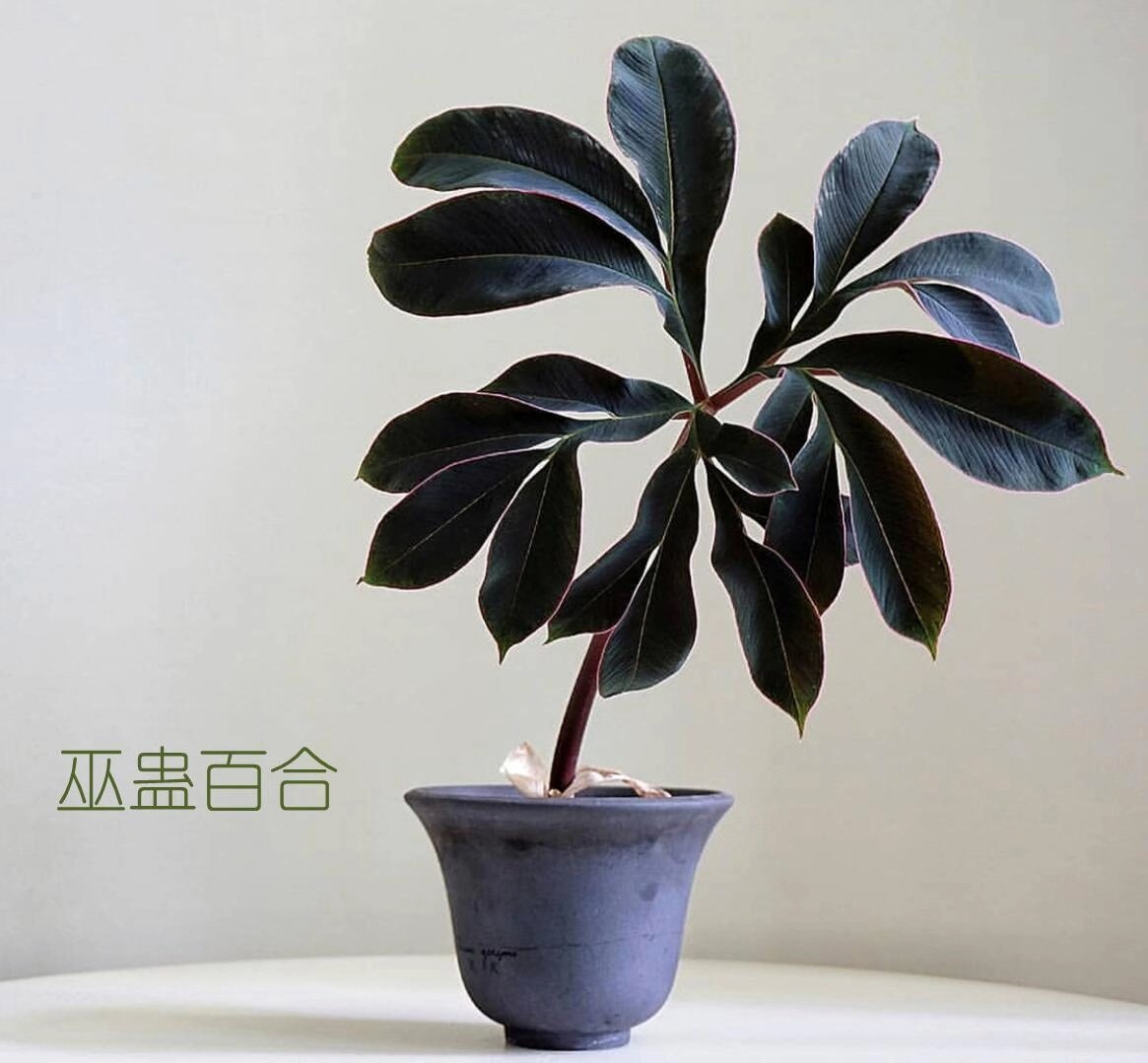 【77花卉】粉脉魔芋 巫魔芋蛊  百合 现货包邮