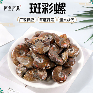 天然海螺化石斑彩螺贝壳原石古生物矿石标本手把件家居装饰摆件