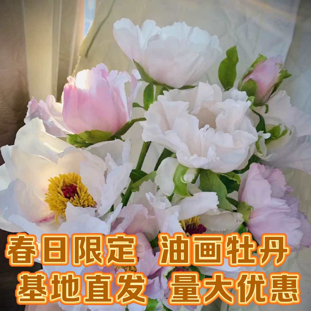 紫斑凤丹油用牡丹花苗庭院窗台带土砧木容易嫁接观赏木本花卉白花