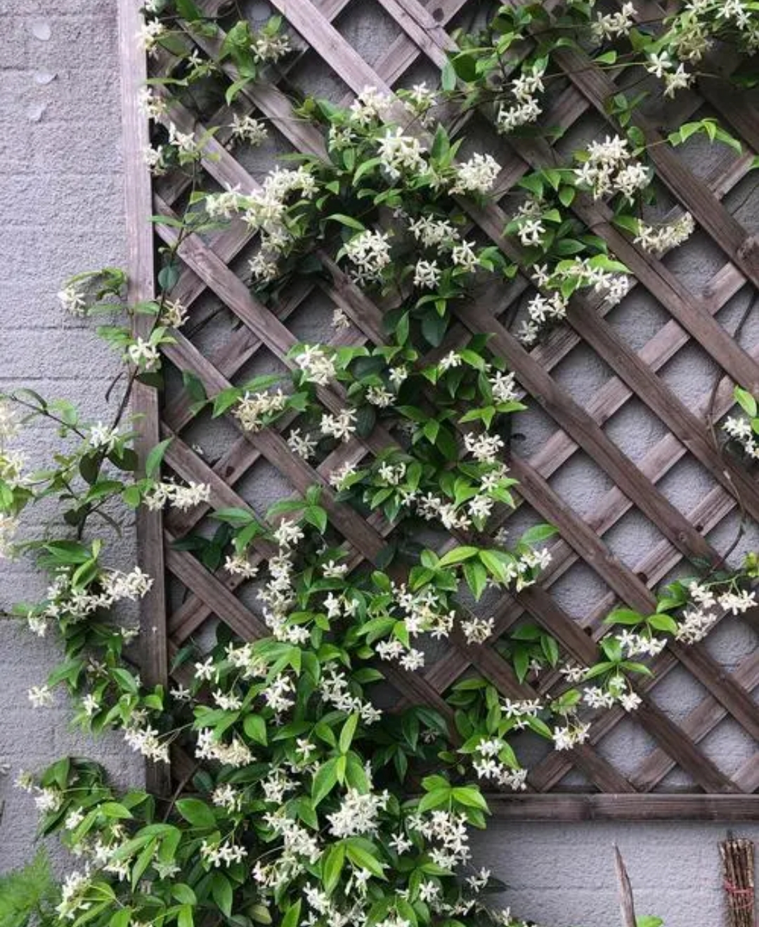 白色风车茉莉三年苗 拍一发二 鲜花速递/花卉仿真/绿植园艺 绣球/木绣球/木本植物 原图主图