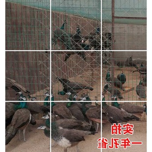 五黑鸡贵妃鸡芦花鸡珍z珠鸡活苗开口料5斤装火鸡