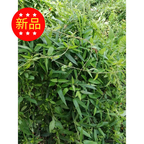 野生新鲜鸡屎藤叶鸡矢藤叶清风藤叶通气藤叶臭屁藤叶 省内3斤包邮 - 封面
