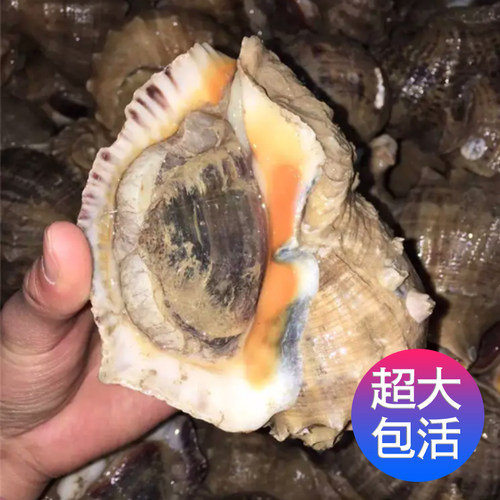 鲜活海螺到家包活个大肉肥