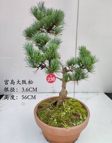 宫岛大阪松素材短针五针松盆景素材四季常青观叶花卉盆栽耐寒植物 - 封面