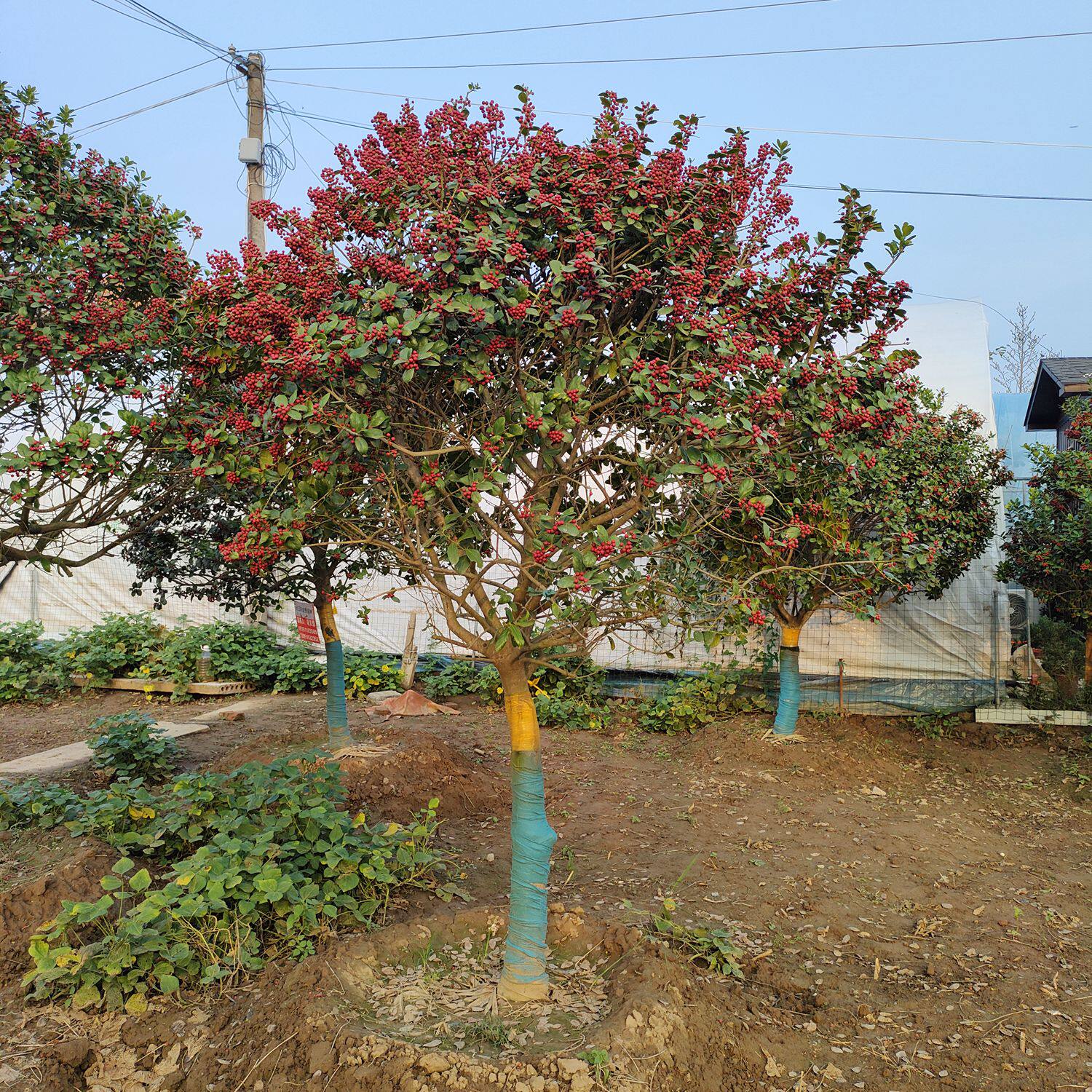 无刺枸骨盆景金玉满堂景观树庭院种植四季常青植物挂果观果花卉