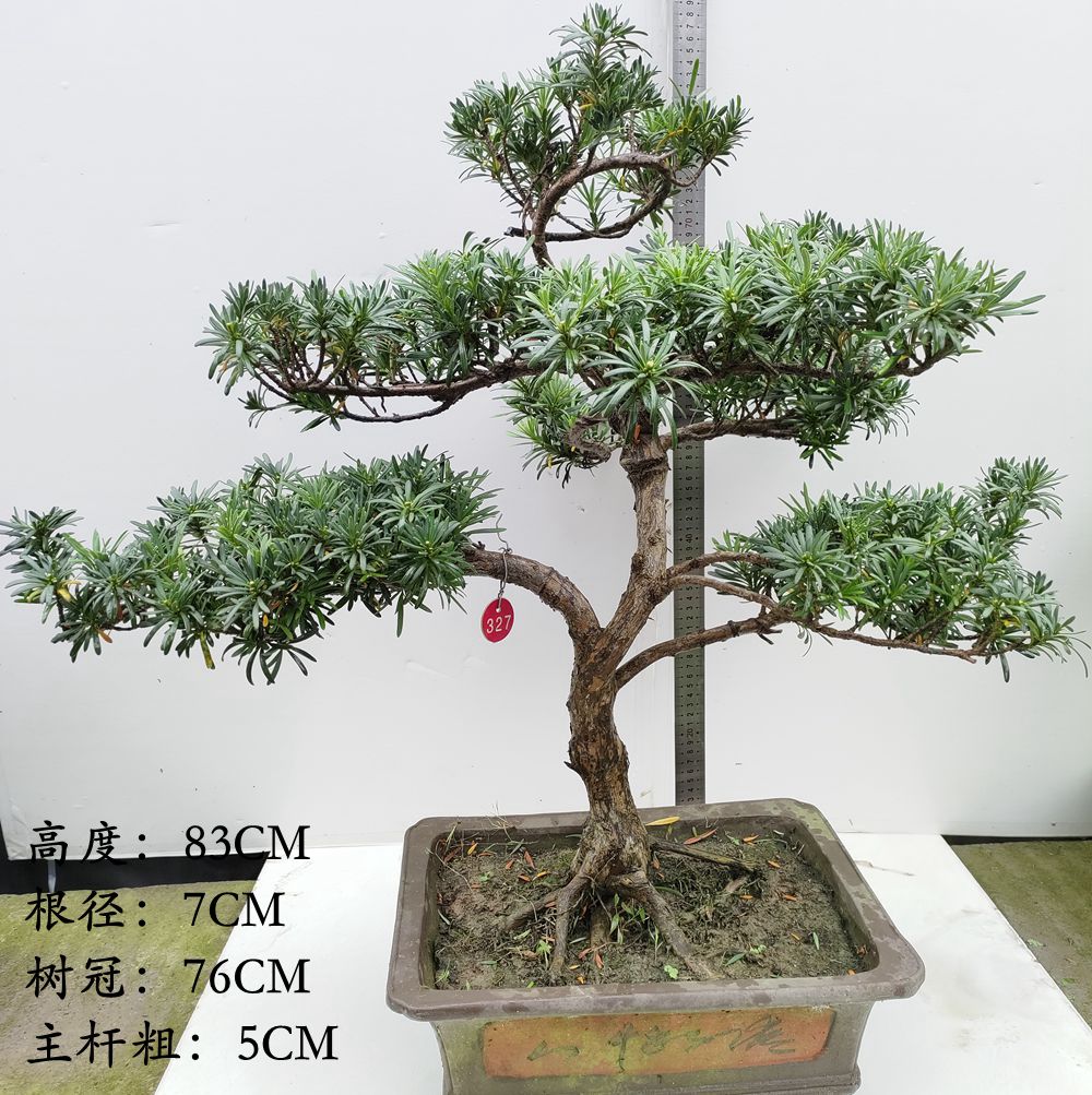 雀舌罗汉松盆景四季常青观叶花卉