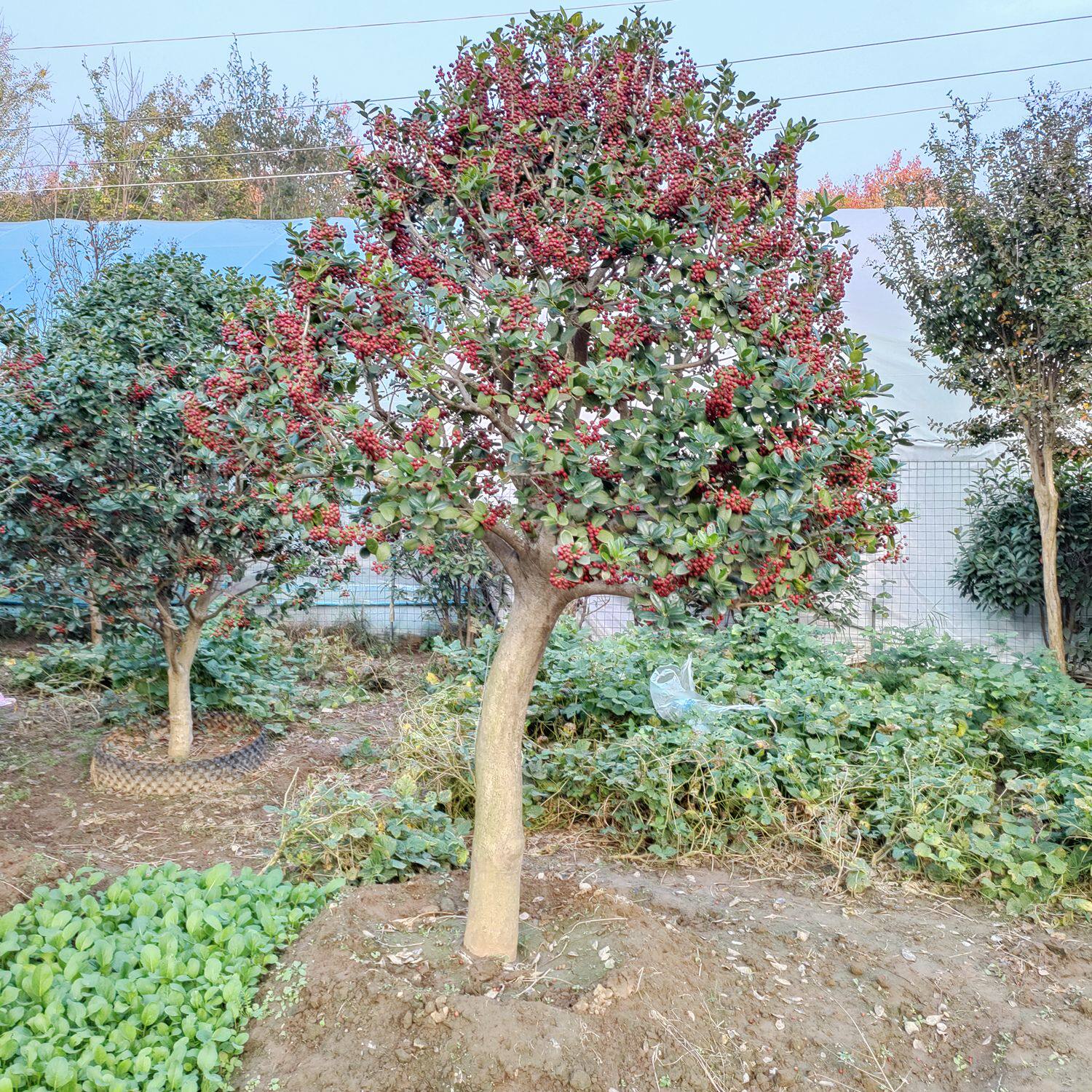 无刺枸骨景观树观果观叶花卉植物四季常青庭院种植金玉满堂树桩