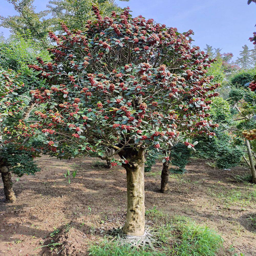 无刺枸骨景观树金玉满堂四季常青常年有果庭院种植一物一拍观赏树