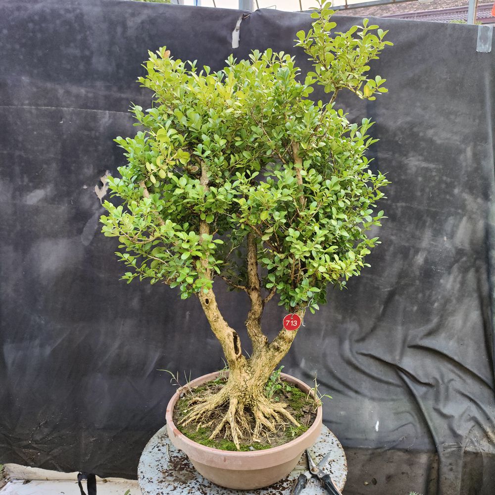 瓜子黄杨造型素材四季常青耐寒花卉树型美观枝条饱满庭院种植摆放