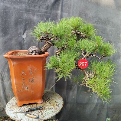 黑松老桩盆景悬崖式临水式四季常青耐寒花卉庭院办公室摆放包邮