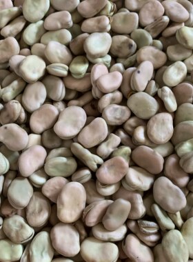 2026年新货干绿胡豆小颗粒种子豆四川小胡豆新晒干蚕豆农家无农药